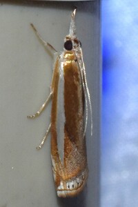 Crambus praefectellus