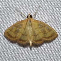 Crocidophora tuberculalis