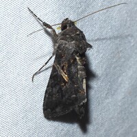 Ctenoplusia oxygramma