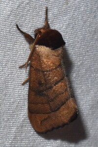 Datana angusii