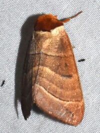 Datana integerrima