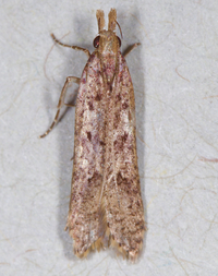 Dichomeris ligulella