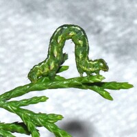 Digrammia continuata