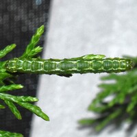 Digrammia continuata