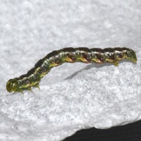 Digrammia continuata