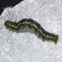 Digrammia continuata