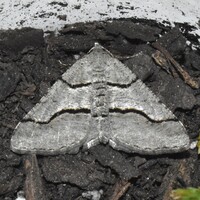 Digrammia continuata