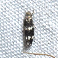 Elachista illectella