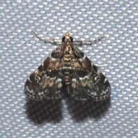 Elophila obliteralis