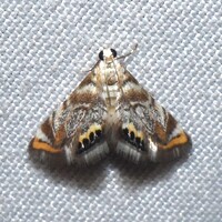 Eoparargyractis irroratalis