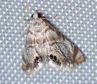 Eoparargyractis irroratalis