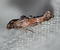 Epermenia pimpinella