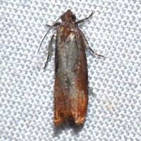 Episimus tyrius