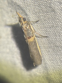 Etiella zinckenella