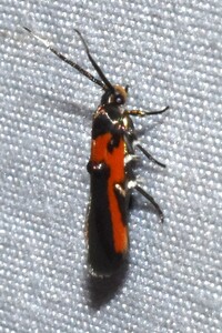 Euclemensia bassettella