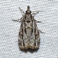 Eudonia strigalis