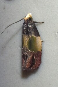 Eumarozia malachitana