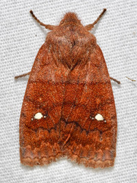 Eupsilia vinulenta