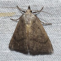 Gabara unidentified species