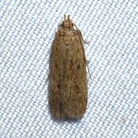 Glyphidocera juniperella