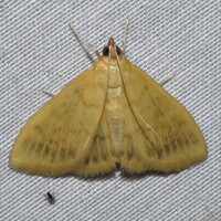 Hahncappsia unidentified species