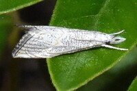 Haimbachia squamulellus