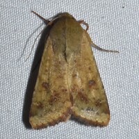 Helicoverpa zea