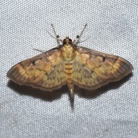 Herpetogramma fluctuosalis