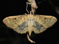 Herpetogramma fluctuosalis