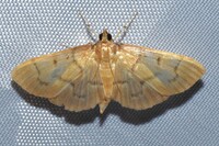 Herpetogramma unidentified species