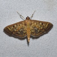 Herpetogramma thestealis