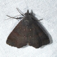 Hormoschista latipalpis