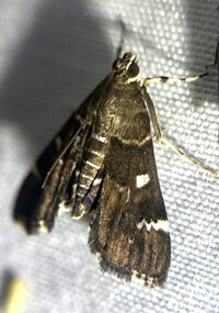 Hymenia perspectalis