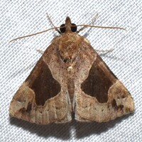 Hypena manalis
