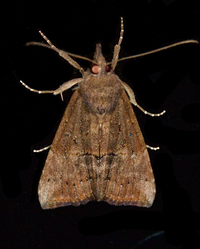 Hypena scabra