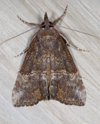 Hypena scabra