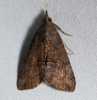 Hypena scabra