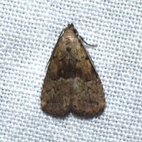 Hypenodes franclemonti