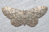 Idaea ostentaria
