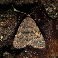 Idia aemula