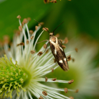 Landryia impositella