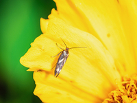 Landryia impositella