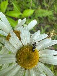 Landryia impositella