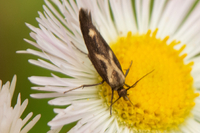 Landryia impositella