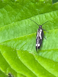 Landryia impositella