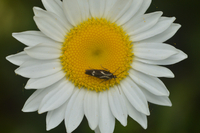 Landryia impositella