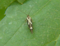Landryia impositella