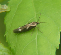 Landryia impositella