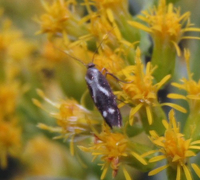 Landryia impositella