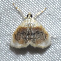 Lipocosmodes fuliginosalis